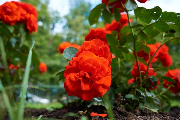 Roses rouges sur un buisson dans un jardin. — Photo