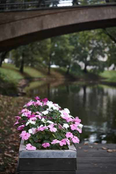 Prachtige bloemen in een tuin met gebogen maan brug. — Stockfoto