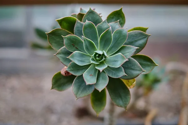 Miniatur-Sukkulente (Sukkulenter Kaktus) im Garten mit selektivem Fokus. Stockbild