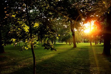 Yaz güneşli Orman ağaçları ve çim yeşil. Doğa ahşap güneş ışığı arka plan. Anlık görüntü tonda