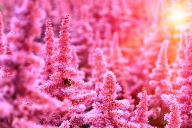 Güzel çalı çiçek Astilbe kabarık pembe panicles ve çiçek, güzel arka plan üzerinde bumble bee