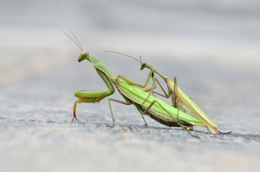 Yeşil peygamber devesi