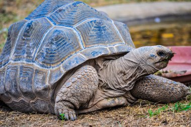 HDR Aldabra dev kaplumbağa sürüngen hayvan