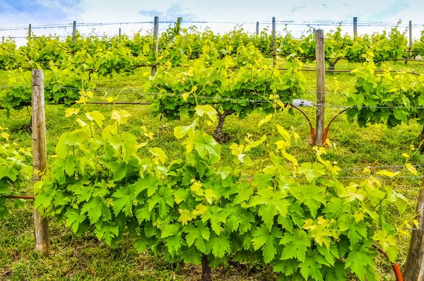 HDR Impianti viticoli — Foto Stock