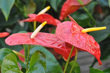 Kırmızı antoryum çiçek