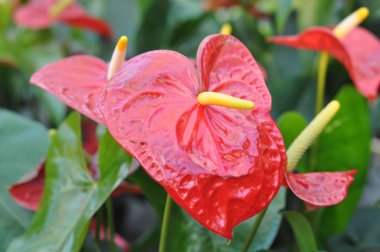 Kırmızı antoryum çiçek