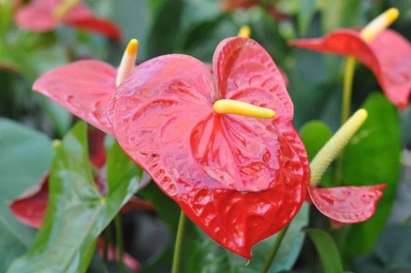 Kırmızı antoryum çiçek