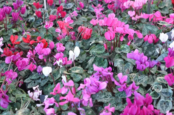 Paarse Cyclamen Cyclamen Persicum Aka Sowbread Bloem — Stockfoto