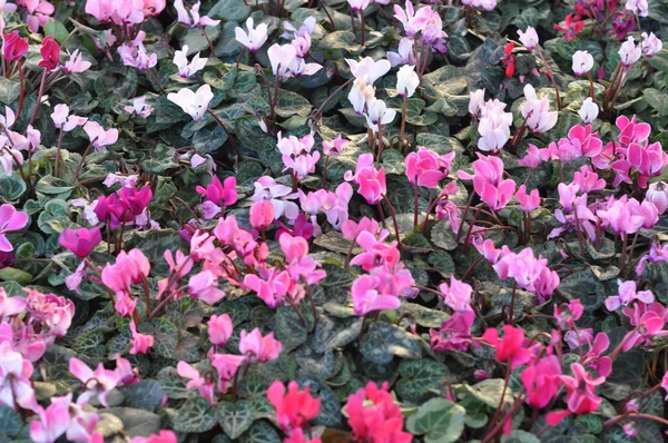 Fioletowy Cyklamen Cyclamen Persicum Aka Sowbread Kwiat — Zdjęcie stockowe