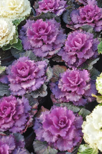 Lila Fehér Díszítő Káposzta Brassica Oleracea Kelkáposzta Virág — Stock Fotó