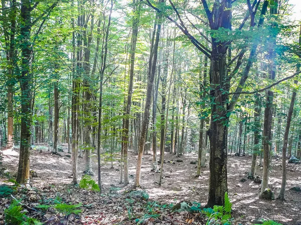 高动态范围 Hdr 视图塔山群山和森林 托斯卡纳 意大利 — 图库照片