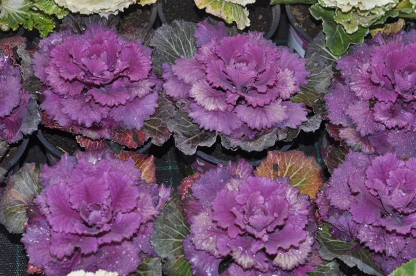 Col Ornamental Púrpura Brassica Oleracea Flor Col Rizada — Foto de Stock