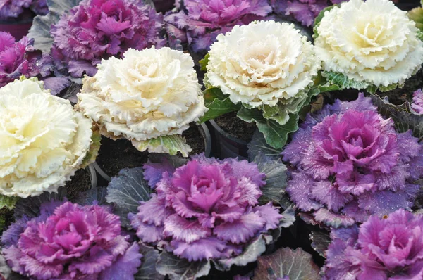 紫色和白色的观赏性卷心菜 — 图库照片