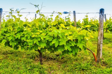 Yüksek dinamik aralık (Hdr) bağ plantasyon şarap yapmak için üzüm taşıyan Vines