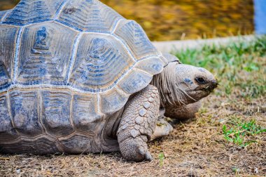 Yüksek dinamik aralık (Hdr) Aldabra dev kaplumbağa (Aldabrachelys kızgözü) sürüngen hayvan