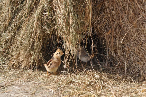 Κότα Κατοικίδια Ορνιθοειδή Πτηνών Των Ζώων Μικρά Κοτόπουλα — Φωτογραφία Αρχείου