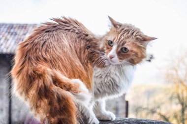 Yüksek Dinamik Aralık (Hdr) yerli kedi evcil ev kedisi Felis catus aka veya Felis silvestris memeli hayvan
