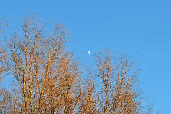 Ağaçlar Ile Mavi Gökyüzü — Stok fotoğraf