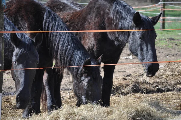 Ζώο Θηλαστικό Ferus Equus Υποείδη Άλογο Equus Ferus Caballus — Φωτογραφία Αρχείου