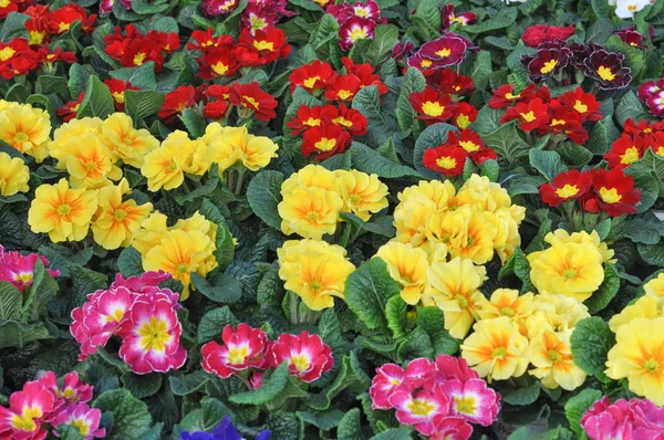Μωβ Primrose Κίτρινο Και Κόκκινο Aka Primula Vulgaris Λουλούδι — Φωτογραφία Αρχείου