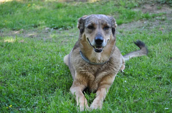 Yerli Köpek Aka Canis Lupus Familiaris Memeli Hayvan — Stok fotoğraf