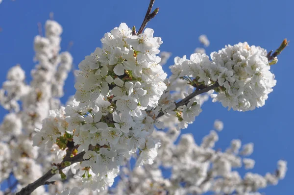 Κεράσι Γνωστός Και Prunus Δέντρο Άνθιση Άνθος Λουλούδι — Φωτογραφία Αρχείου