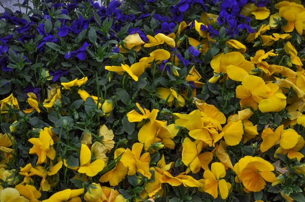 黄色紫藤 紫藤花或维斯特丽花 — 图库照片