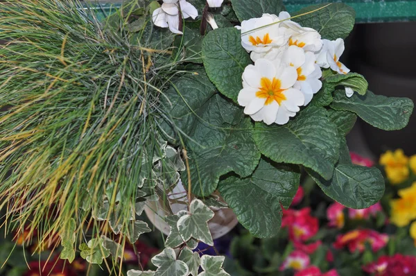 Vita Och Gula Primrose Aka Primula Vulgaris Flower — Stockfoto