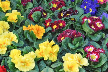 sarı mor ve mavi çuha çiçeği aka Primula vulgaris çiçek