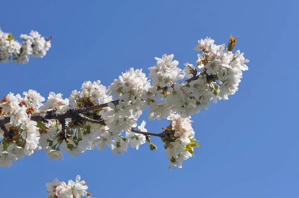 Cerezo Aka Flor Árbol Prunus Flor —  Fotos de Stock