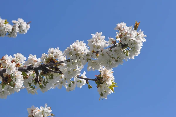 Κεράσι Γνωστός Και Prunus Δέντρο Άνθιση Άνθος Λουλούδι — Φωτογραφία Αρχείου