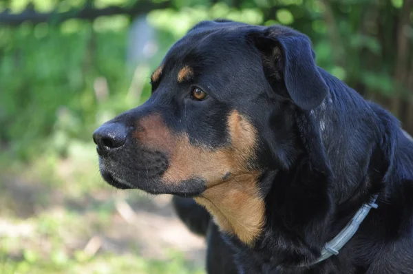 Domestic Dog Aka Canis Lupus Familiaris Mammal Animal — Stock Photo, Image