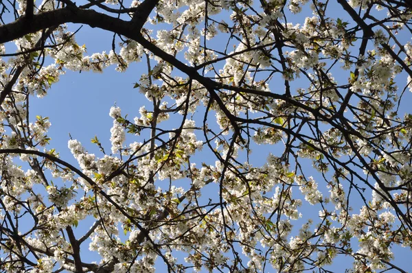 Cherry Aka Prunus Drzewo Kwiat Kwitnąć — Zdjęcie stockowe