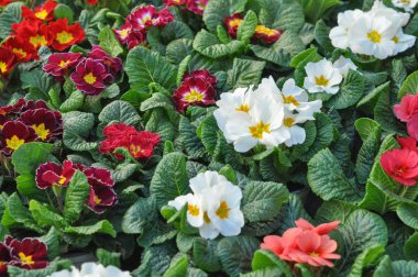 mor beyaz ve kırmızı primrose aka Primula vulgaris çiçek