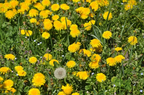 Желтый Одуванчик Taraxacum Officinale Цветок Обыкновенного Одуванчика — стоковое фото