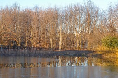 Gölün su ağaçlar yansımalar