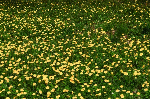 Dente Leão Amarelo Taraxacum Officinale Também Conhecido Por Flor Dente — Fotografia de Stock