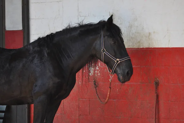 Cavalo Equus Ferus Caballus Subespécie Mamífero Equus Ferus — Fotografia de Stock