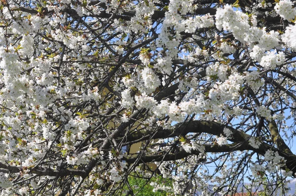 Cherry Aka Prunus Drzewo Kwiat Kwitnąć — Zdjęcie stockowe
