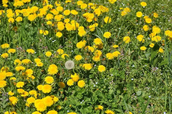Sarı Dandelion Karahindiba Officinale Aka Ortak Karahindiba Çiçek Çiçeklenme — Stok fotoğraf