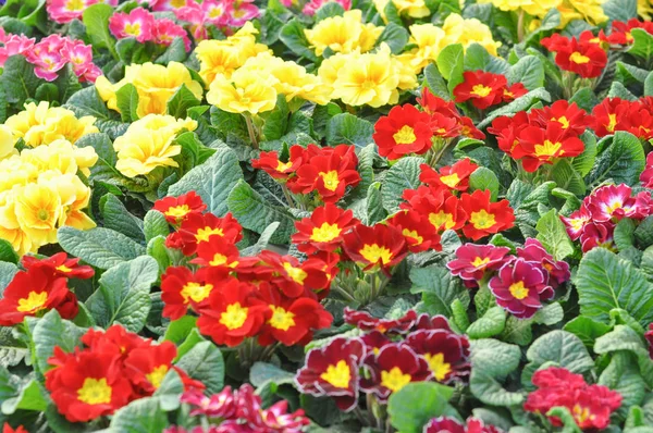 Roxo Amarelo Vermelho Primrose Aka Primula Vulgaris Flor — Fotografia de Stock
