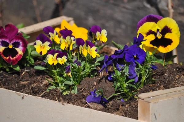 紫罗兰色和黄色的报春花又名紫菜花 — 图库照片