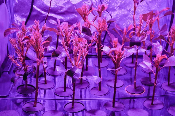 Hydroponics Hydroculture Odling Växter Utan Jord Med Mineral Näringslösningar Ett — Stockfoto