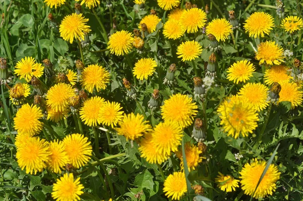 Желтый Одуванчик Taraxacum Officinale Цветок Обыкновенного Одуванчика — стоковое фото