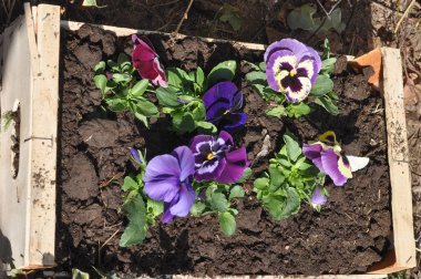 Mor ve sarı campanula'lar aka Primula vulgaris çiçek