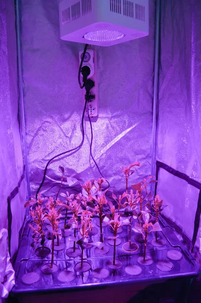 Hydroponics Hydroculture Odling Växter Utan Jord Med Mineral Näringslösningar Ett — Stockfoto