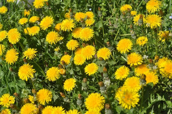 Желтый Одуванчик Taraxacum Officinale Цветок Обыкновенного Одуванчика — стоковое фото