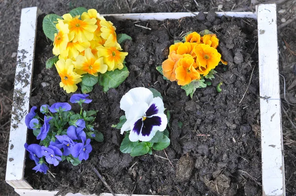 violet and yellow primroses aka Primula vulgaris flower