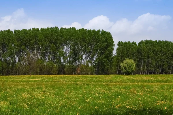草原の木と青い空の雲 — ストック写真