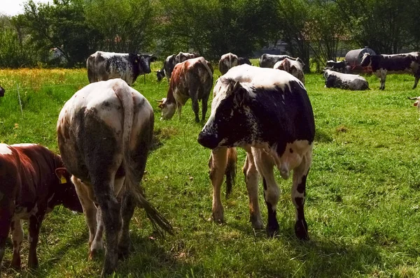 Cattle Domesticated Subfamily Bovinae Aka Cow Mammal Animal — Stock Photo, Image